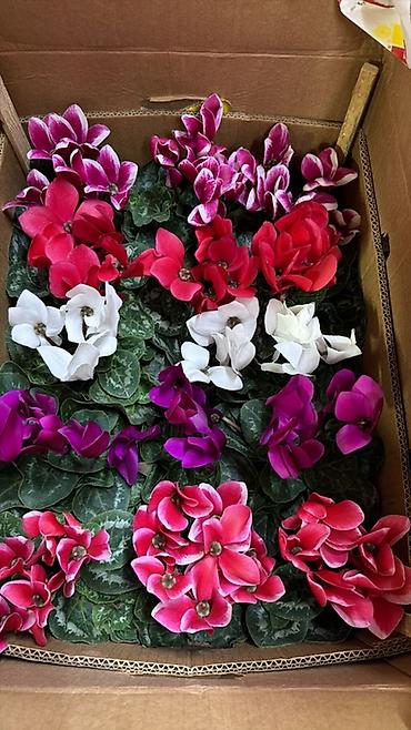 Герани и пеларгонии: Комнатные цветы в горшках — ассортименты расцветок - Цикламен — 1