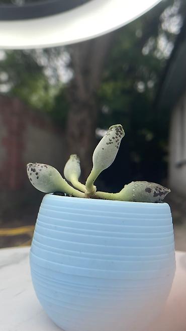 Кактусы: В наличии ❗️‼️ Самые необычные цветы😍как будто с другой планеты 🪐 — 15