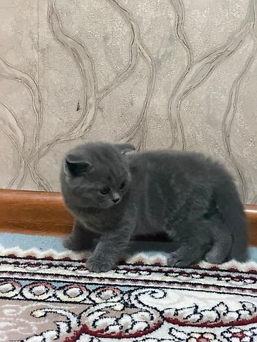 породистые котята: Шотландские котята (окрас голубой) «Милые котята недавно родились 🐾 — 4