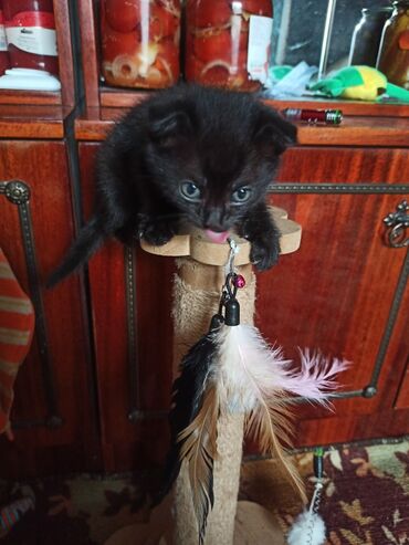 британец золотая шиншилла цена: Британская короткошёрстная, 2 месяца, Девочка, Биколор, Метис, Приучена к лотку, Проглистована