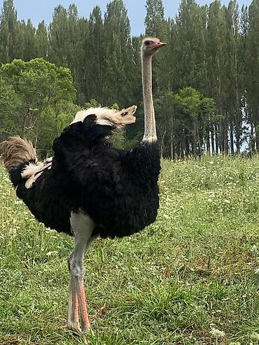 Другие с/х животные: Продаю четырех летних и молодняк страусов, цена договорная — 4