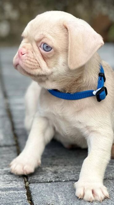 Psi: Pink Mops štenci na prodaju, stari 2 meseca. Moguća dostava na Vašu na lalafo.rs — 6 Psi: Pink Mops štenci na prodaju, stari 2 meseca. Moguća dostava na Vašu — 6