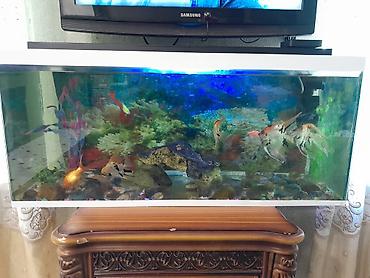 Akvarium aksessuar və ləvazimatları: Akvaryum satilir baliqlar aksesuarlariyla — 2