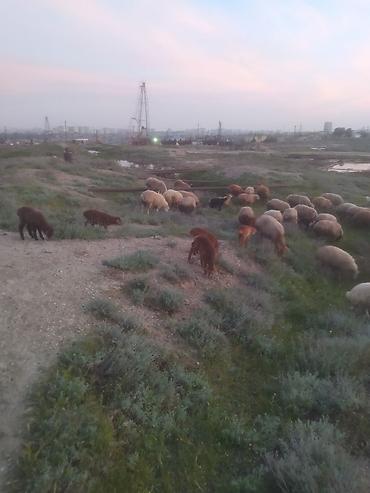 Qoyunlar, qoçlar: Qoyunlar — 1