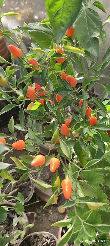 чили: Перчики чили как домашнее растение, которое можно использовать для — 2