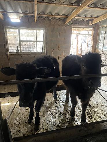 Коровы, быки: Продаю | Тёлка, Музоо, торпок — 9