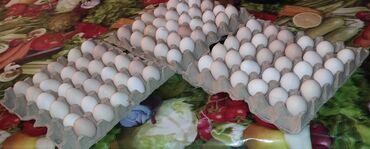 cuce satilir: Kənd toyuq yumurtası satılır 0.30 qəpik