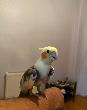 Tutuquşları: Cute hazir erek ve disi korellar hazir cutler ele orgetmek ucun bala — 7