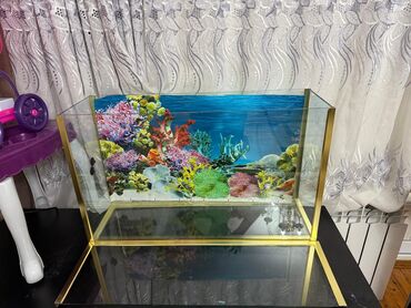 akvaryum satış: Dördbucaq akvarium, Boş, 25 l, Pulsuz çatdırılma