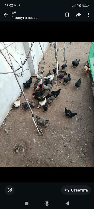 Toyuqlar: Toyuq, Damazlıq, Ünvandan götürmə — 1