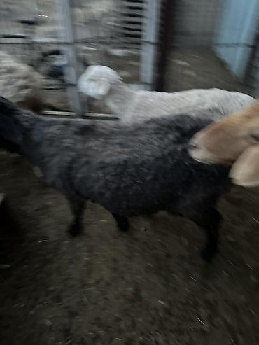 Баран, овца: Продаю | Баран (самец) | Полукровка | Для разведения — 11