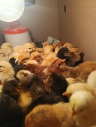 ingilis setteri it cinsinin digər adı: Salam tam sağlam cuxelerdi 3 gundu cixiblar mayalanib satilir 85qepiye