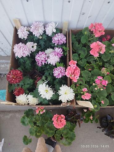 Помидоры: Помидоры Сливки — 2