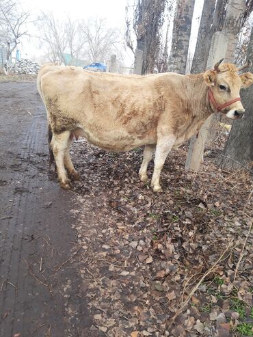 статуэтку коня in Кыргызстан | СТАТУЭТКИ: Продаю | Корова (самка) | Алатауская | Для молока | Стельные
