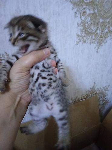 Pişiklər: Erkək, Dişi — 11