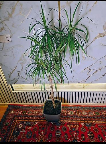 Растения: Dracena marginata (Ejderha ağacı) – otaq bitkisi - Bitki növü — 4