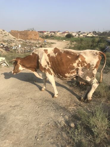 simmental inək satılır: Самка, Simental, лет: 10, 1200 кг, Для мяса, Самовывоз