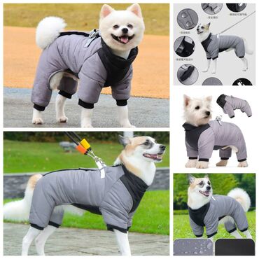 Зоотовары: ПРОДАЮ КОШАЧЬЮ МЯТУ(АНТИСТРЕСС),ПОРАДУЙТЕ СВОГО КОТИКА ТАКОЙ at lalafo.kg — 16 Зоотовары: ПРОДАЮ КОШАЧЬЮ МЯТУ(АНТИСТРЕСС),ПОРАДУЙТЕ СВОГО КОТИКА ТАКОЙ — 16