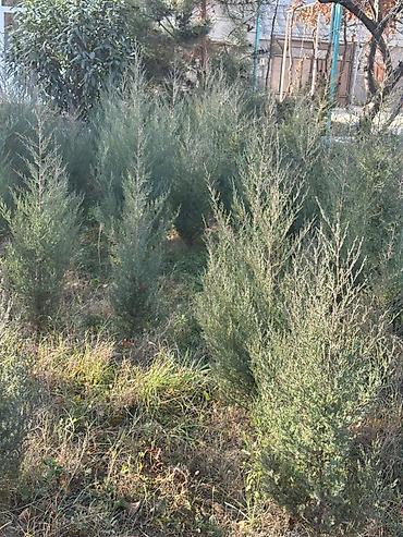 Другие декоративные деревья: Каштан крымский 2метр 800сом 3метр 1000сом — 7