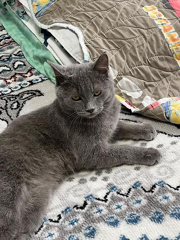 кошка британская вислоухая: Британский короткошёрстный котик серого (blue) окраса. - Плотная — 3