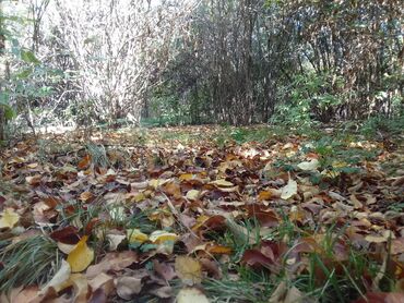 Продажа домов: Дом, 50 м², 4 комнаты, Собственник — 14