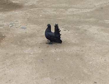 tap az goyercin satisi: Göyərçinlər