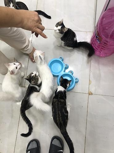akvarium baliq adlari: Отдаем котиков в хорошие руки, беспалтно. все кроме белых — 8