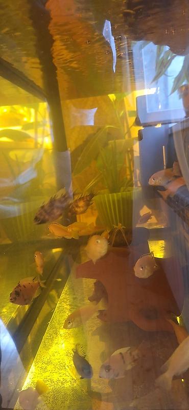 akva: Dördbucaq akvarium, Balıqlarla birlikdə, 96 l, Ünvandan götürmə — 5