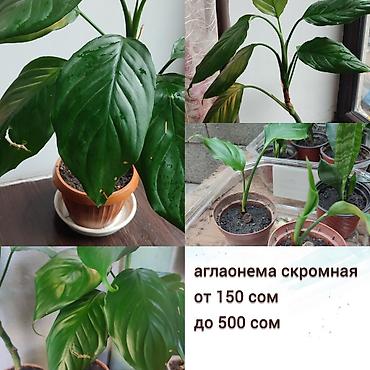 Другие комнатные растения: Продаю домашнии цветы адаптированные уже,пополнение фото каждый день — 3