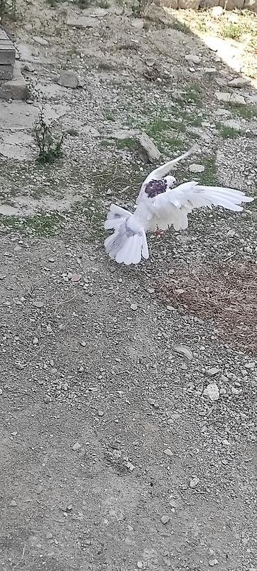 Göyərçinlər: Göyərçinlər 4 dənədi gözü xallı 3 saata kimi uçuşu var oynağdı12 tükdü — 5