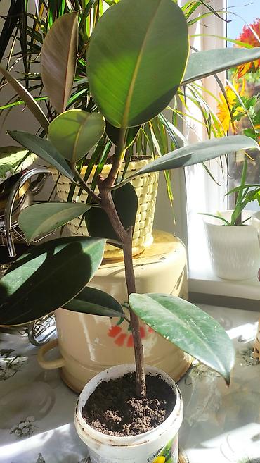 Бөлмө өсүмдүктөрү: Фикус эластика (Ficus elastica, каучуконосный) в горшках. - Глянцевые — 2