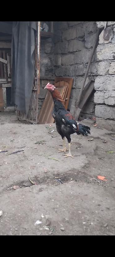 Xoruzlar: Heyratı beçə satılır cins heyvandı hələ tam ayılmayıb heyvanan başı — 2