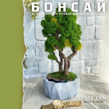 дерево бонсай: Бонсай в наличии на 04.04.24 (🛒цены и размеры указаны на фото