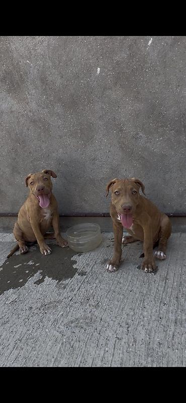 afçarka itləri: Pitbul, 3 ay, Dişi, Peyvəndli, Ünvandan götürmə — 1