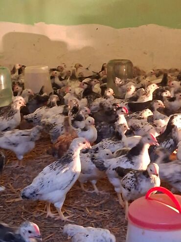 İtlər: Serebrist f6 tam saqlam esil damazliq maldi