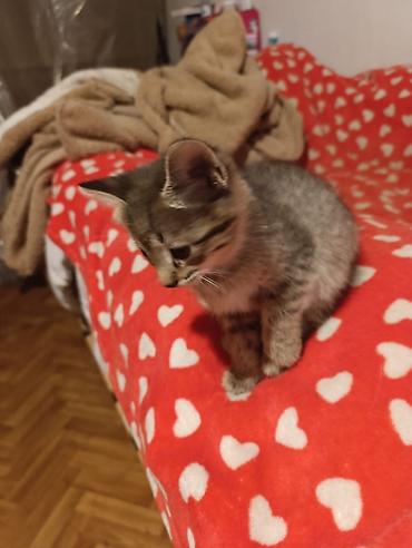 Отдам даром кошку: Котята девочки мальчики 1,5 месяца (серые мальчики, чёрно-белым — 27