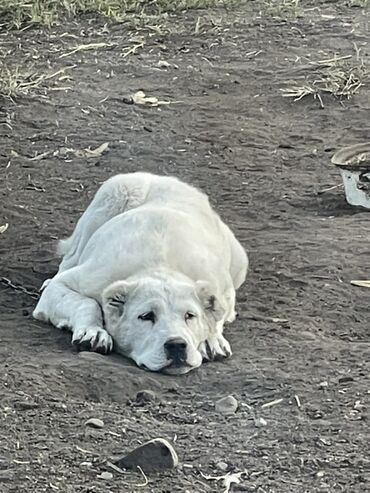 все о породе акита ину: Алабай, 5 месяцев, Самка