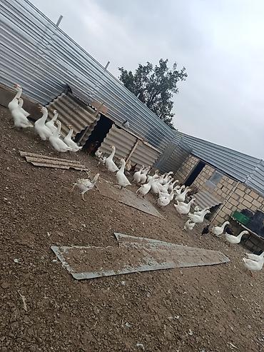 gəncə toyuq satan: Salam cavan da var qocada ən azı təmiz əti 2 kq gəlir 3 kq da gələn — 4