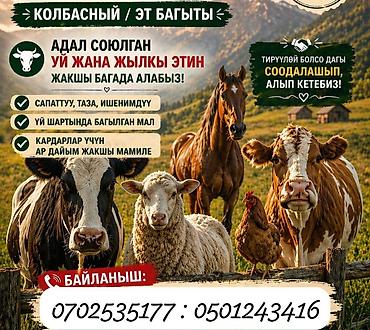 ош ишкаван: Колбаса цехи : Жылкылар, аттар, | Союуга, этке — 1