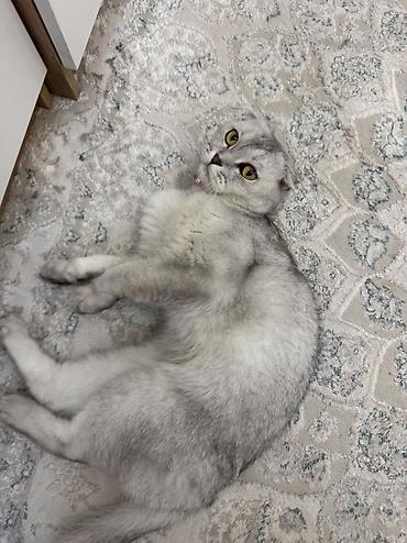 Продажа кошек: Скотиш Фолд (Шотландская вислоухая), 1 год, Мальчик, Серебристая шиншилла, Приучена к лотку — 4