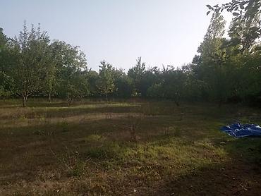emlak.az sumqayit: 6 sot, Tikinti, Maklerlər narahat etməsin, Kupça (Çıxarış) — 4