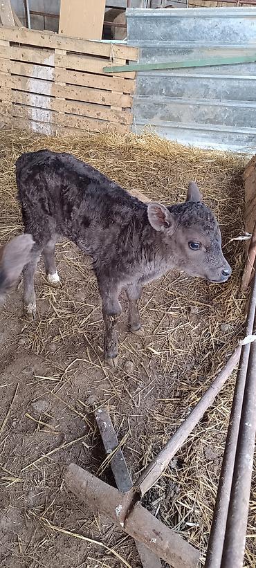 Коровы, быки: Продаю | Музоо, торпок | На откорм — 8