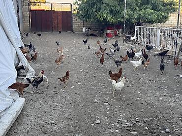 kənd toyuqlarının satışı: Beçələr satılır. Qiyməti 13 manat Ünvan: Şəki Göybulaq kəndi - — 2