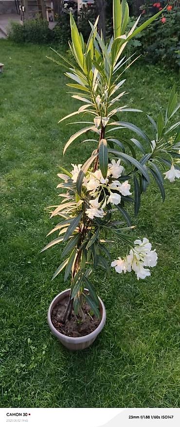 Другие садовые цветы и кустарники: ОЛЕАНДР 
ОЛЕАНДРЫ

Олеандр деревья 

саженцы 3х голичные

детки — 12