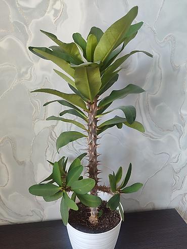 молочай: Комнатное растение – Молочай Милла (Euphorbia milii), крупный — 1