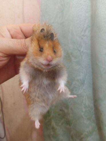 Gəmiricilər: Salam. Disi xomyak satilir. Qefesle birge. Qefesde gorduyunuz her sey -da lalafo.az — 4 Gəmiricilər: Salam. Disi xomyak satilir. Qefesle birge. Qefesde gorduyunuz her sey — 4