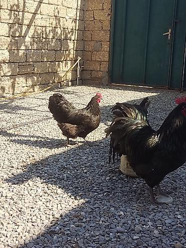 ucuz quslar: Salam. Avstrolop mayali yumurtaları. Sifariş qəbul olunur. Ünvan Binə — 2
