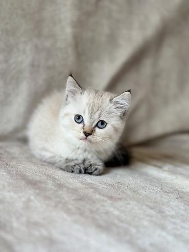 ragdoll: Dişi, Erkək, Yaxşı əllərə, Ödənişli çatdırılma, Ünvandan götürmə — 3