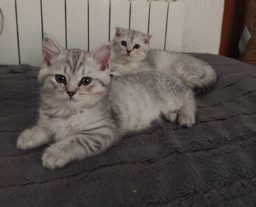 отдам котят: Britan yastı qulaq, Erkək, Dişi, Ünvandan götürmə