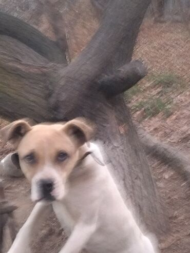 Продажа собак: Алабай, 7 месяцев, Самка, С прививкой, С родословной — 14